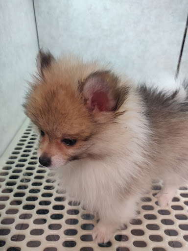 Pet Store «Pet City Pet Shops», reviews and photos, 750 Citadel Dr N # 2092, Colorado Springs, CO 80909, USA