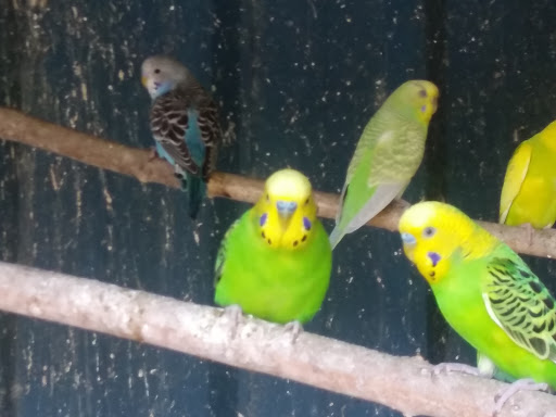 Pet Store «Animal House», reviews and photos, 646 SW 4th St, Corvallis, OR 97333, USA