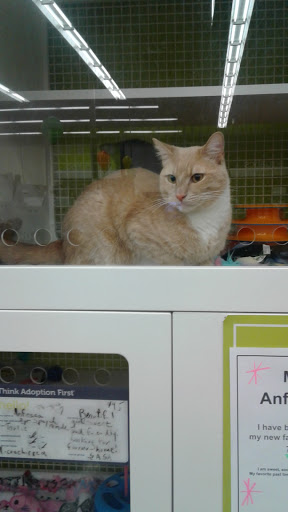 Pet Supply Store «Petco Animal Supplies», reviews and photos, 2687 Countryside Dr, Turlock, CA 95380, USA