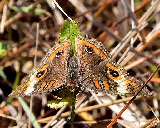 Nature Preserve «Chapel Trail Nature Preserve», reviews and photos, 19800 Sheridan St, Fort Lauderdale, FL 33332, USA