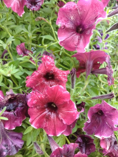 Movie Theater «AMC Bay Plaza Cinema 13», reviews and photos, 2210 Bartow Ave, Bronx, NY 10475, USA