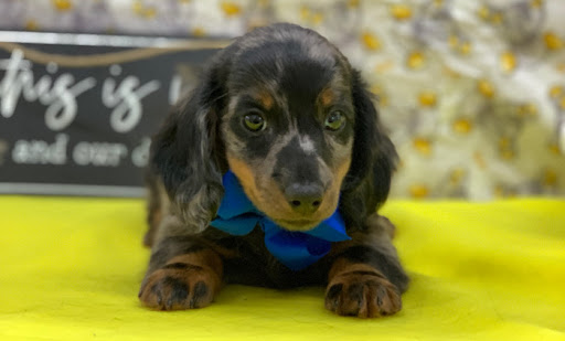 Pet Store «Happiness Is Pets», reviews and photos, 15 W Golf Rd, Arlington Heights, IL 60005, USA