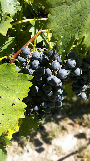 Winery «Pizzadili Vineyard & Winery», reviews and photos, 1671 Peach Basket Rd, Felton, DE 19943, USA