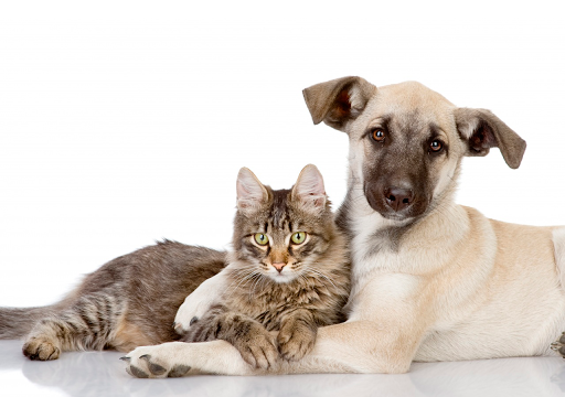 Jc1 Veterinary Centro Veterinario In Murcia en Murcia