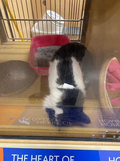 Pet Supply Store «PetSmart», reviews and photos, 4120 E 4th St, Ontario, CA 91764, USA