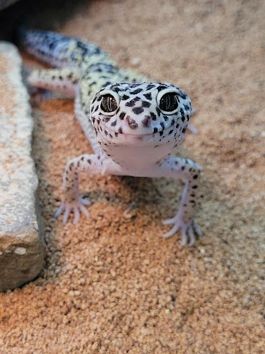 Pet Store «Friendly Pets», reviews and photos, 625 Friendly Center Rd, Greensboro, NC 27408, USA