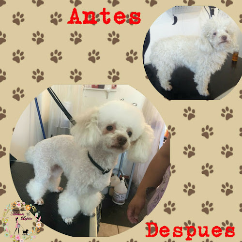 Opiniones de Peluqueria Canina Minnie - Lupita en Linares - Peluquería