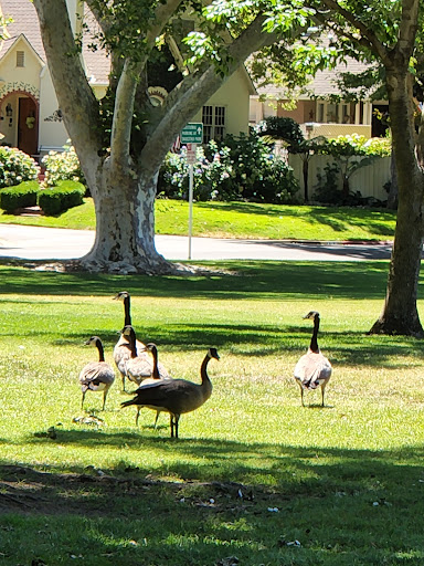 Park «Royer Park», reviews and photos, 190 Park Dr, Roseville, CA 95678, USA