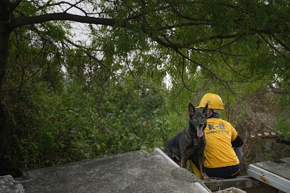 Thai Volunteer Search and Rescue Dog