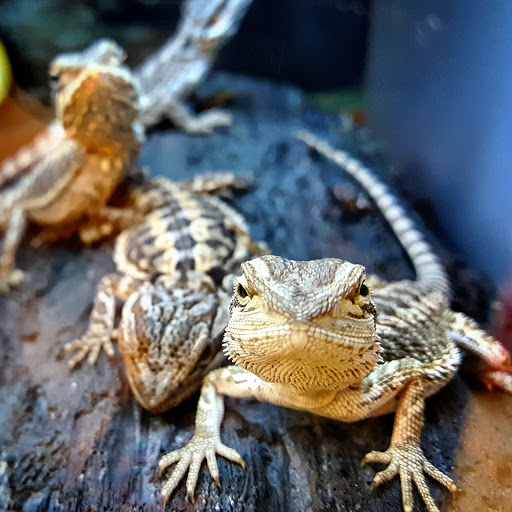 Pet Supply Store «Petco Animal Supplies», reviews and photos, 1049 S Willow St, Manchester, NH 03103, USA