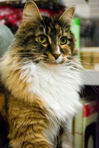 Used Book Store «The Corvallis Book Bin», reviews and photos, 215 SW 4th St, Corvallis, OR 97333, USA