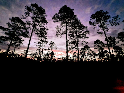 National Forest «Apalachicola National Forest», reviews and photos, Stateroad 13, Sopchoppy, FL 32358, USA