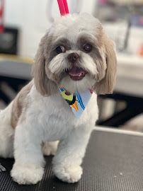 Doggone Classy - Photo 3 - Car repair in Mauldin, SC, Mauldin