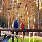 Photo n° 2 de l'avis de Portraitiste.n fait le 18/09/2023 à 09:04 pour Bioparc de Doué-la-Fontaine à Doué-la-Fontaine