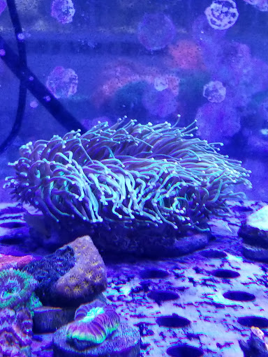 Tropical Fish Store «Quantum Reefs», reviews and photos, 7025 Brookfield Plaza, Springfield, VA 22150, USA