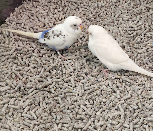 Pet Supply Store «Petco Animal Supplies», reviews and photos, 298 Spring Creek Drive, Franklin, TN 37067, USA