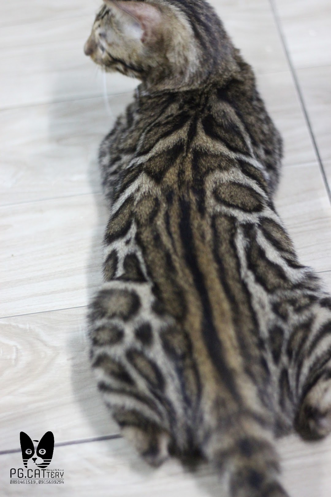 แมวเบงกอล แมวโคราช By PG Cattery