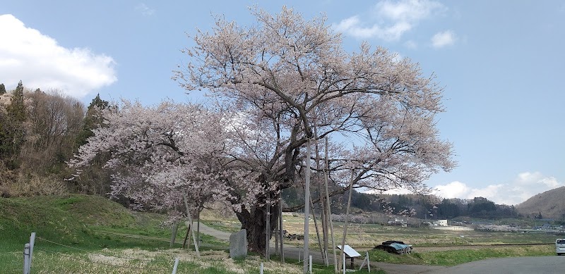 飯綱町指定文化財 天然記念物 黒川桜林のエドヒガン