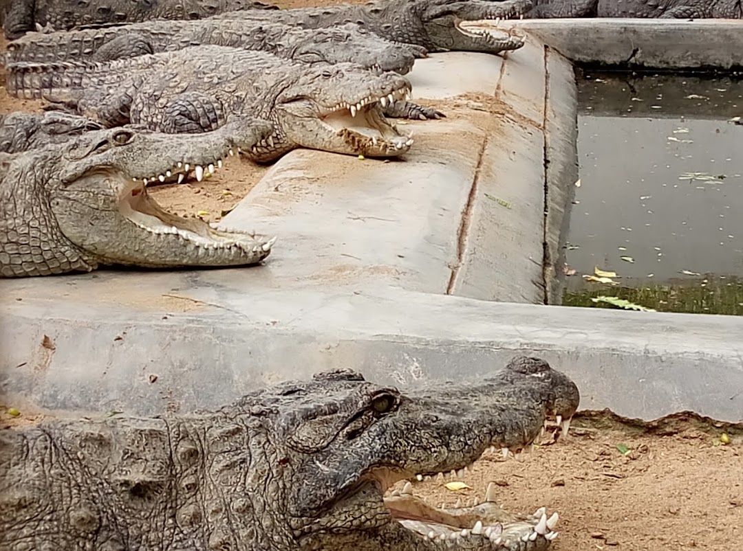 Amaravathi Crocodile Farm