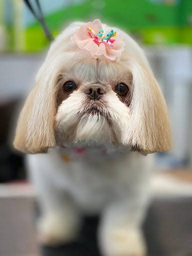 Pet Store «Canine Carousel», reviews and photos, 43135 Broadlands Center Plaza #129, Ashburn, VA 20148, USA