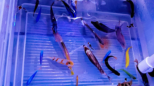 Pet Store «Sho Tank Aquariums», reviews and photos, 433 N Lake St, Mundelein, IL 60060, USA