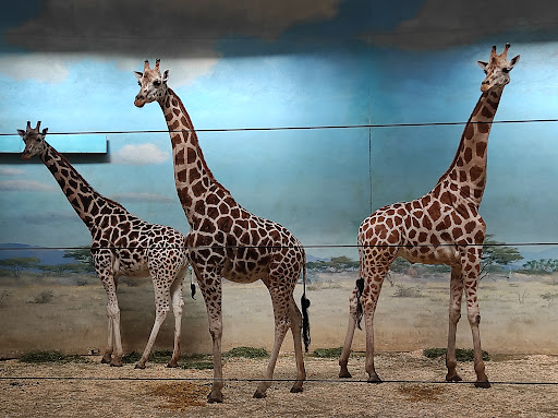 Zoo «Bronx Zoo», reviews and photos, 2300 Southern Blvd, Bronx, NY 10460, USA