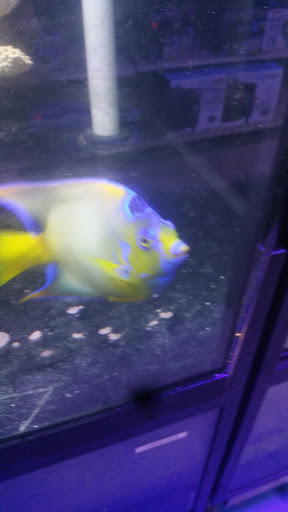 Pet Store «Alamo Aquatic Pets», reviews and photos, 6504 Bandera Rd, San Antonio, TX 78238, USA