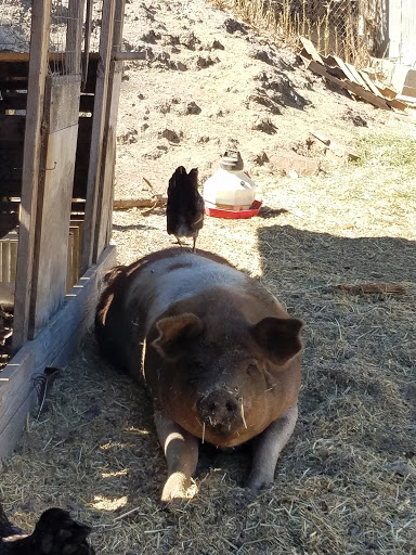 Pet Supply Store «El Sobrante Feed & Pet Supplies», reviews and photos, 501 Appian Way, El Sobrante, CA 94803, USA