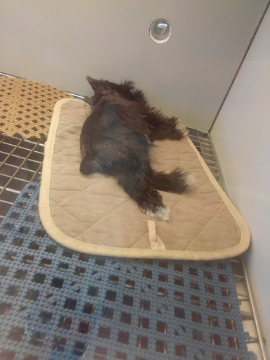 Pet Store «The Pet Pad», reviews and photos, 1239 NW Maynard Rd, Cary, NC 27513, USA