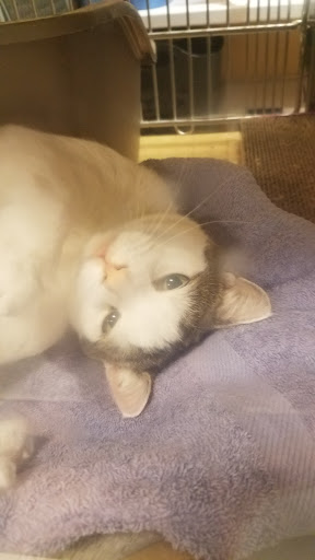 Pet Supply Store «PetSmart», reviews and photos, 4180 US-1, Monmouth Junction, NJ 08852, USA