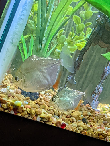 Pet Store «Little Critters», reviews and photos, 2712 Pennsylvania Ave, Weirton, WV 26062, USA