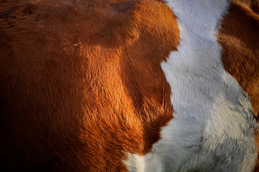 Tierarztpraxis Dr. Köpf unter Erlbach, 