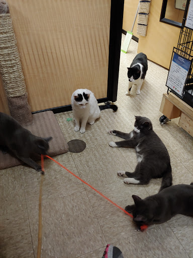 Pet Supply Store «PetSmart», reviews and photos, 637 Woodbury Glassboro Rd, Sewell, NJ 08080, USA