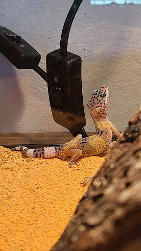 Pet Supply Store «Petco Animal Supplies», reviews and photos, 4012 W 27th Ave, Kennewick, WA 99337, USA