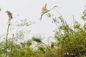Stork Island Chi Lang Nam image