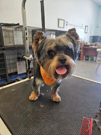 Pet's Place Salon - Photo 5 - Car repair in Elk Grove, CA, Elk Grove