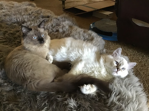 Pet Supply Store «4 Paws Holistic», reviews and photos, 2907 Selwyn Ave, Charlotte, NC 28209, USA