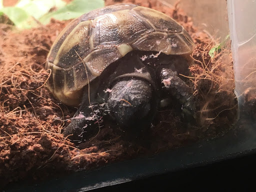 Pet Store «Petfection Exotic Pet Specialist», reviews and photos, 2989 PA-611 Suite 102, Tannersville, PA 18372, USA