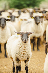 Photo n°4 de Teba | Atelier de découpe de viande à proximité d'Avranches à Grandparigny ()