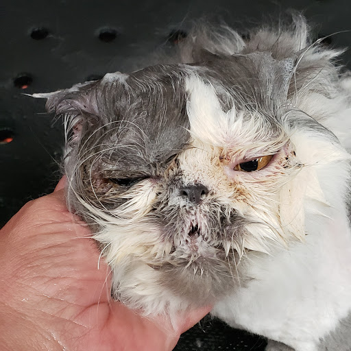 Pet Supply Store «Pet Haven», reviews and photos, 626 N Glenoaks Blvd, Burbank, CA 91502, USA