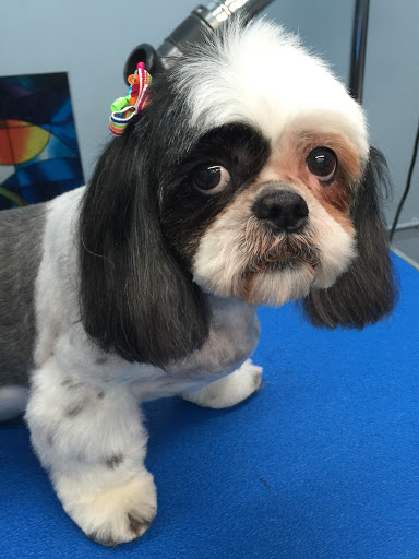 Pet Store «Doggy Dog World Inc», reviews and photos, 2552 Coney Island Ave, Brooklyn, NY 11223, USA