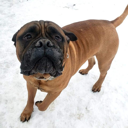 Pet Store «Perfect Pup Inc», reviews and photos, 2400 E Main St, St Charles, IL 60174, USA