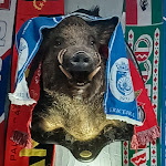 Photo n°2 de l'avis de Antonio.e fait le 23/05/2022 à 17:37 sur le  O Javali à Amadora