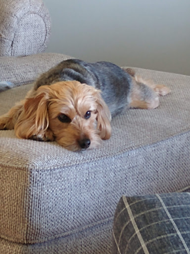 Pet Store «Village Pet Shop», reviews and photos, 701 N Black Horse Pike, Williamstown, NJ 08094, USA