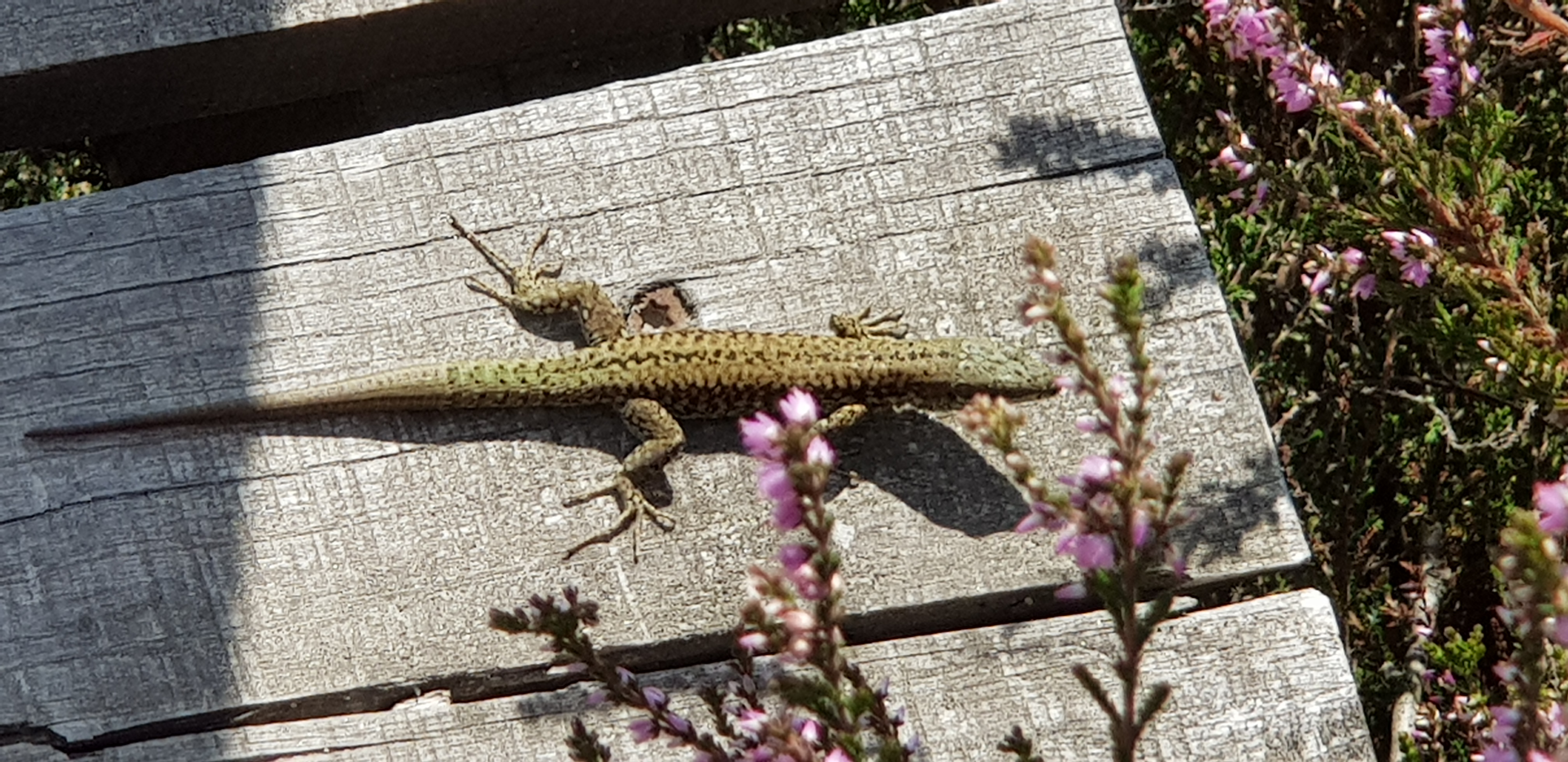 Photo n° 5 de l'avis de Frédéric.O fait le 18/08/2019 à 14:41