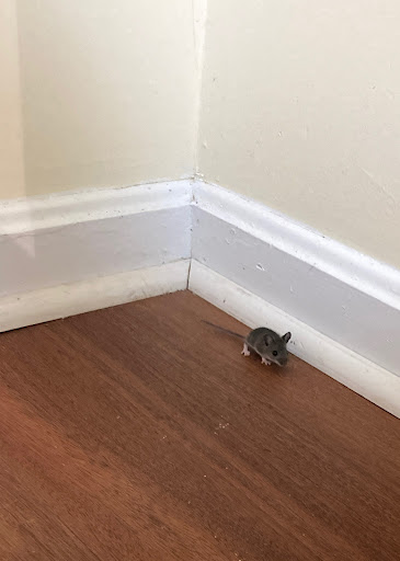 Real Estate Agency «Nomadic Real Estate», reviews and photos, 727 15th St NW #210, Washington, DC 20005, USA