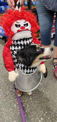 Roofing Contractor «Arrys Roofing Services, Inc.», reviews and photos