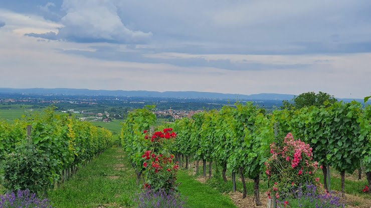 Photos des visiteurs Ferienwohnung Ferienwohnungen Chargund 67273 Herxheim am Berg