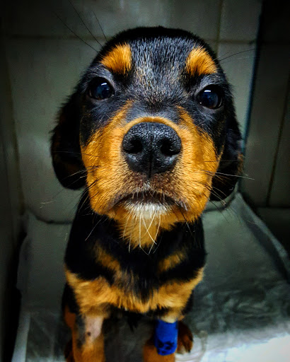 VETERINARY CENTER WARRIOR em São Paulo - SP