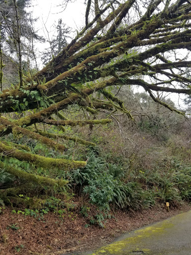 Tourist Attraction «Klamath Tour Thru Tree», reviews and photos, 430 California 169, Klamath, CA 95548, USA